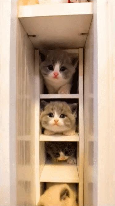 橘猫被抓警察局,肥猫被警察带走判刑