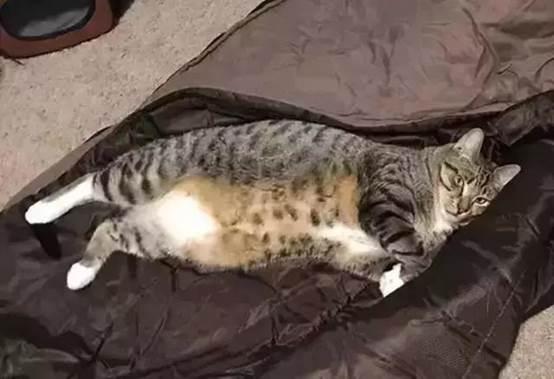 猫中最厉害的是橘猫吗,最胖的猫排名前十