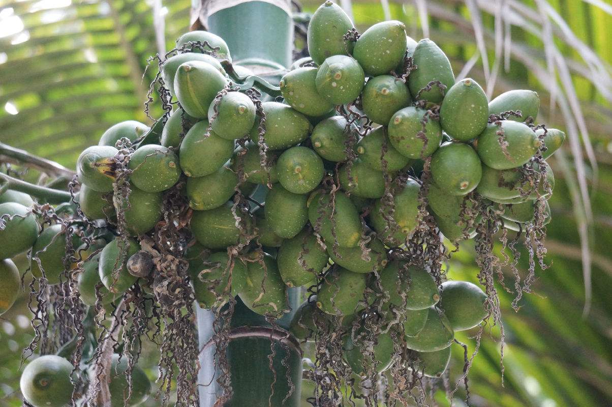 10种果子图片大全,100种果子介绍