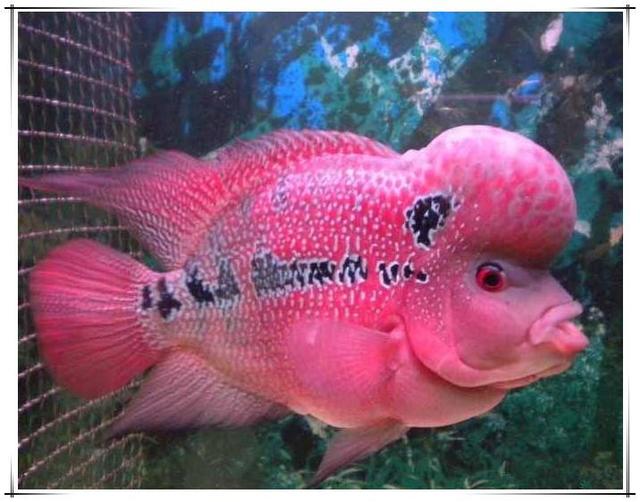 怎么养鱼可以杜绝寄生虫,养鱼怎样防止鱼身上有寄生虫