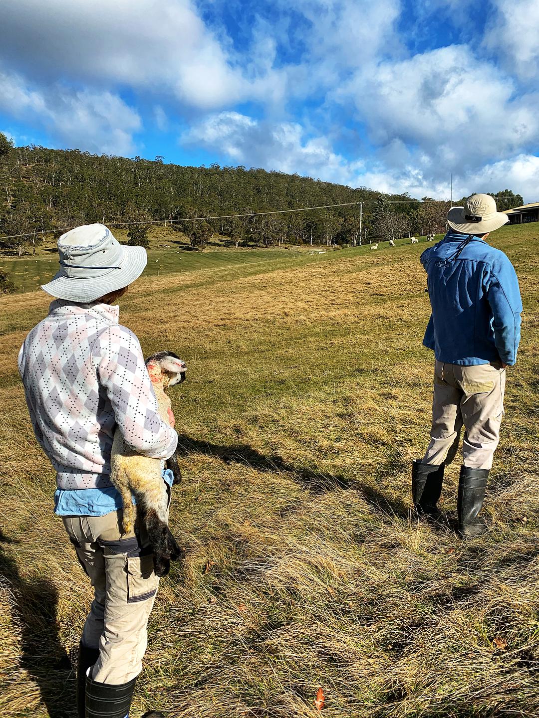 塔斯马尼亚心形小岛,降落西沙群岛