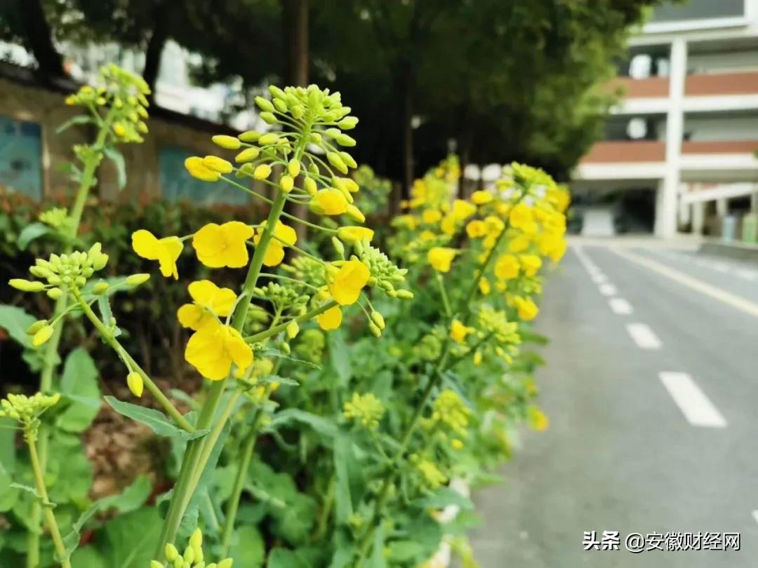 花都开好了现场完整版,花都开好了合唱合拍