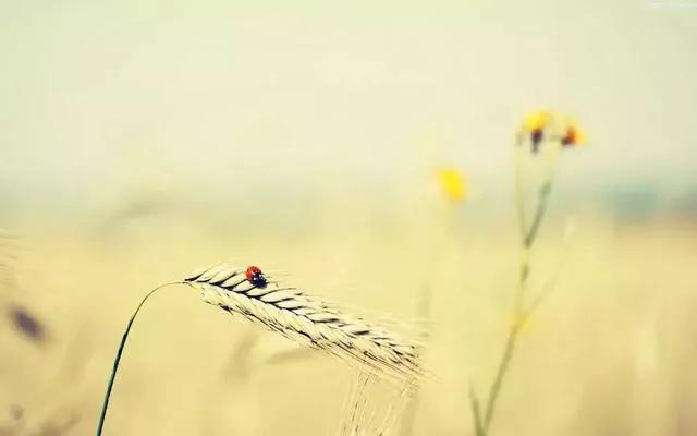 白羊座怎么搞定白羊,如何攻破白羊座冷战