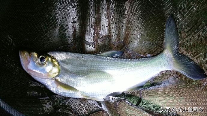 野钓为什么没有口,野钓为何没口而且顶漂