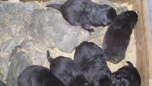 藏獒和黑狼杂交后代能不能长大,藏獒与狼结合的关系