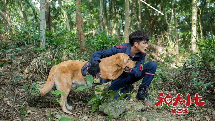 宋妍霏会拍神犬小七第四季吗,神犬小七宋妍霏跟谁在一起