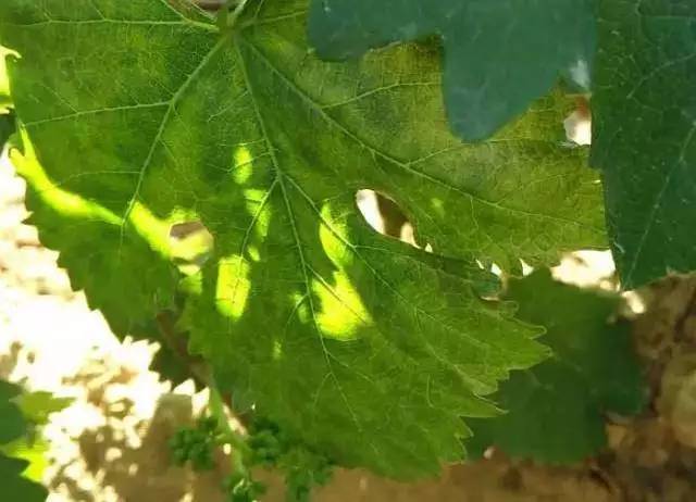 葡萄采摘后叶片快速黄化的办法,葡萄小苗叶片黄化不长怎么回事