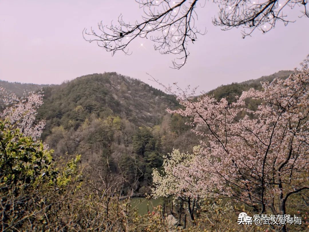 清凉寨樱花烂漫,清凉寨野景