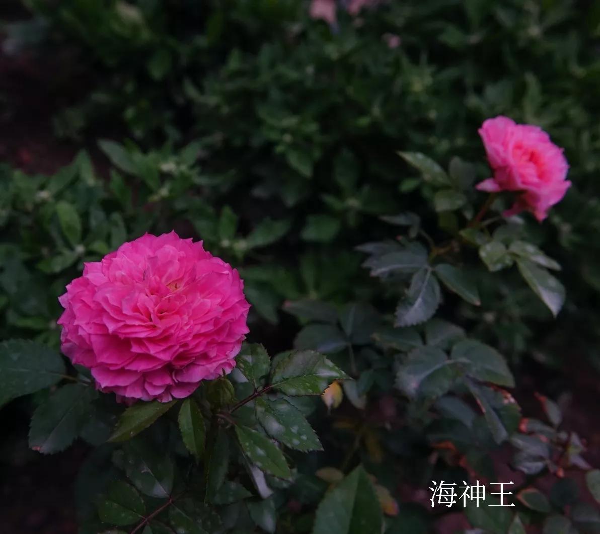 花盆下的小洞怎么处理,花盆底部的孔洞怎样处理