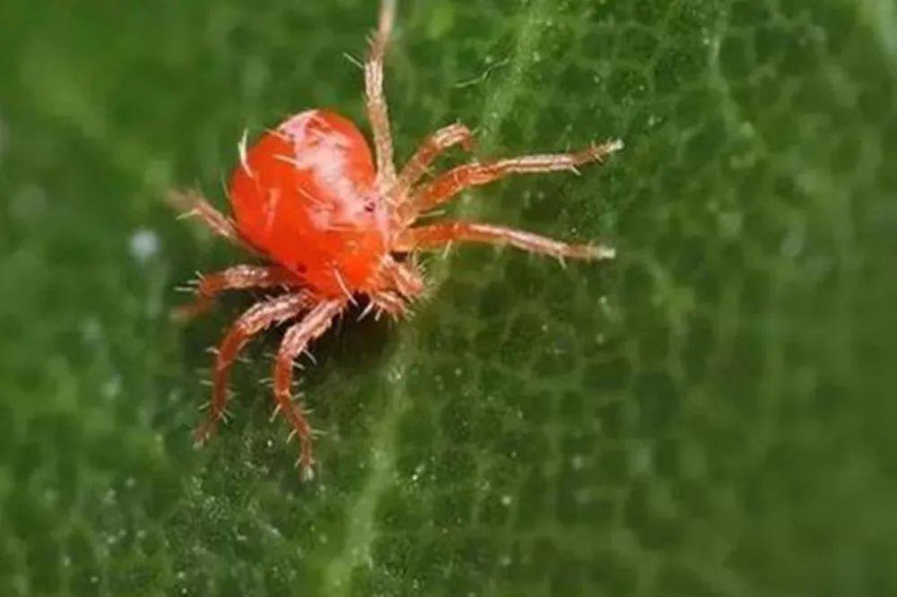 园林植物常见病虫害识别与防治,园林冬季病虫害防治