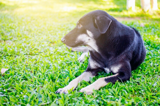 久别的庭院,古槐仍在原处,一树的阳光,正好