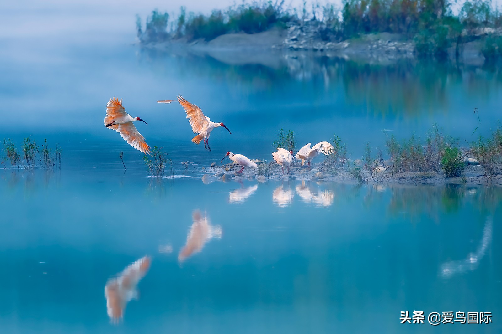 鸟类欣赏,鸟类观鸟图片