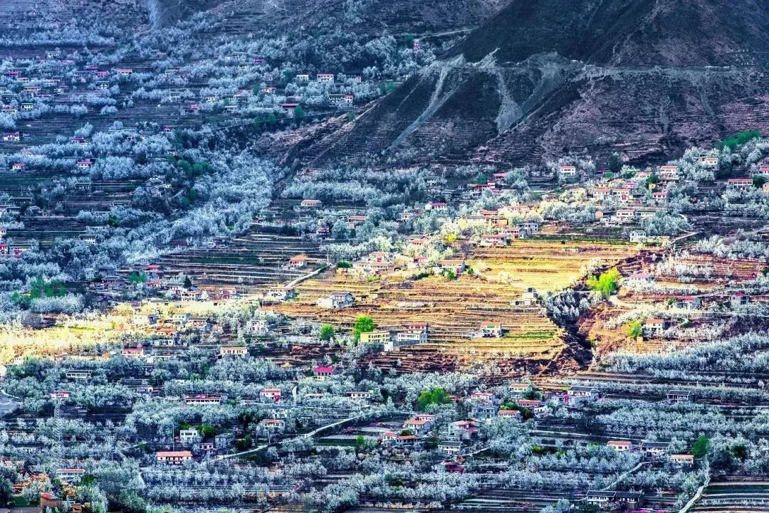 3月川西惊艳了所有人,千树万树梨花开川西
