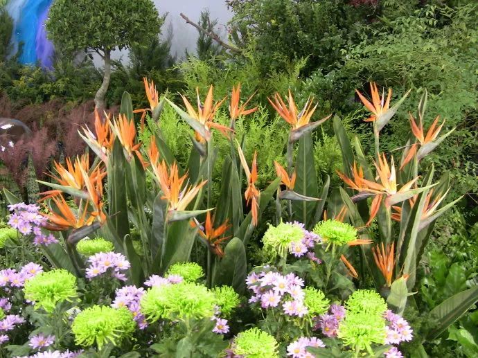 100种常见观叶植物图鉴史上最全,农村常见的100种植物