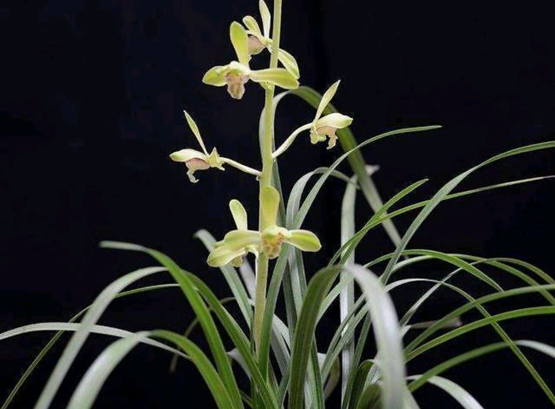 蕙兰干瘪腐烂怎么办,大花蕙兰消苞怎么处理