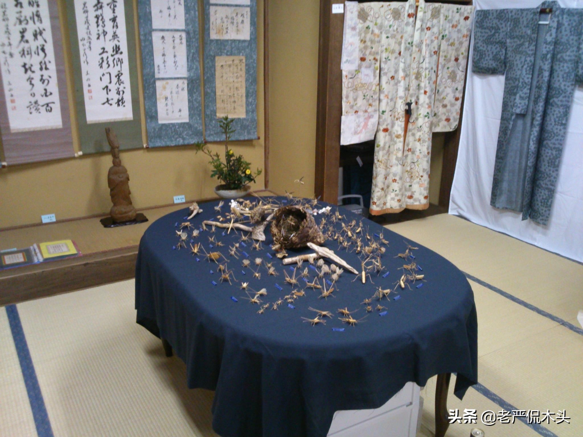 昆虫标本树脂竹节虫,昆虫标本制作竹节虫