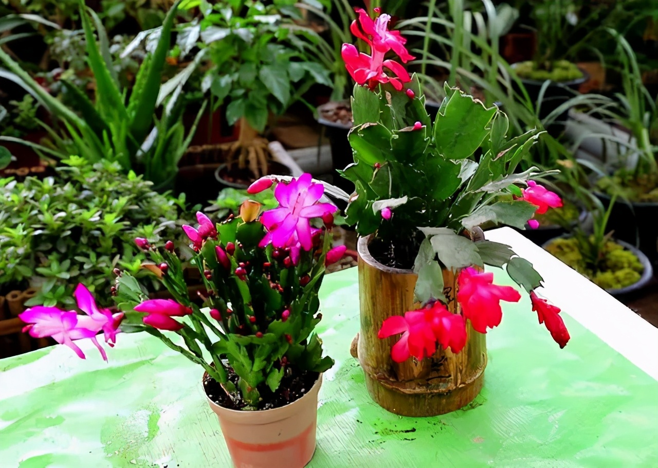 花市买花最忌讳什么,花市买花的寓意