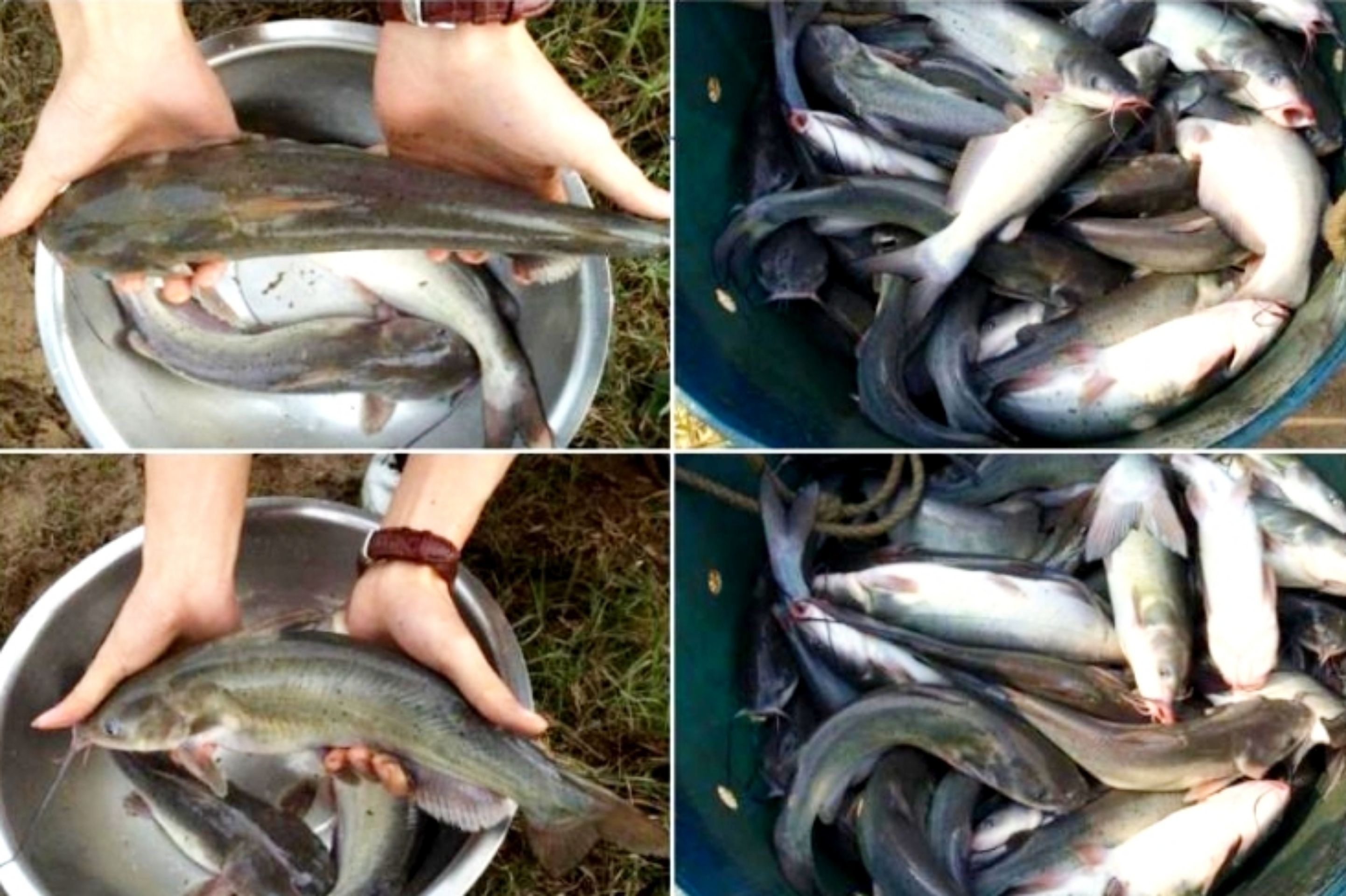 网箱养殖斑点叉尾鮰有哪些优点,混养塘叉尾鮰鱼老是死怎么回事