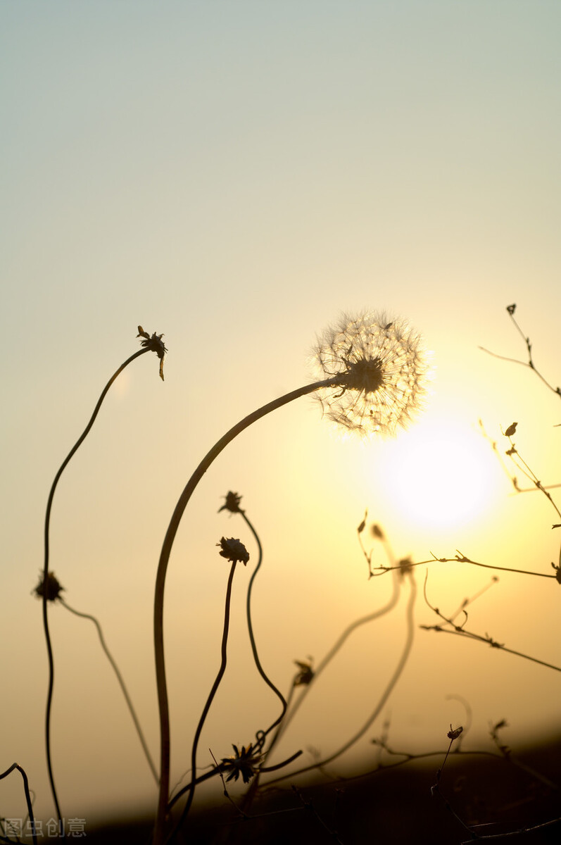 张爱玲最煽情诗句,张爱玲情感语录短视频