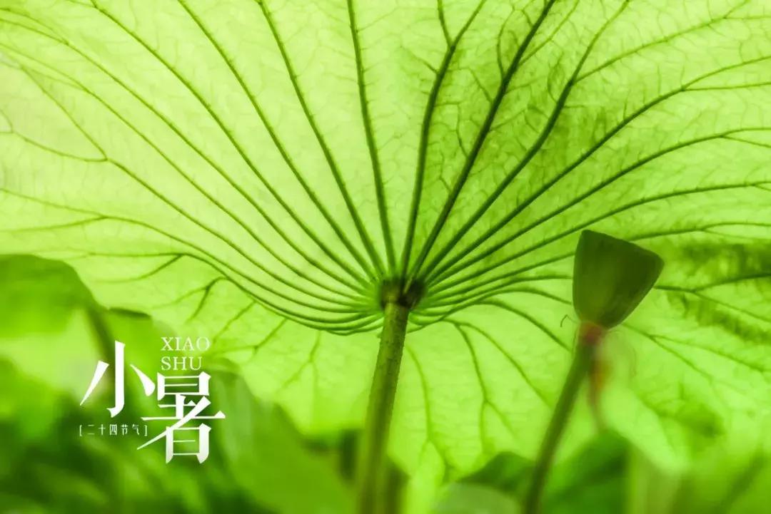 小暑至觅一处清凉守一处静,酷暑难耐寻一份心静觅一处清凉