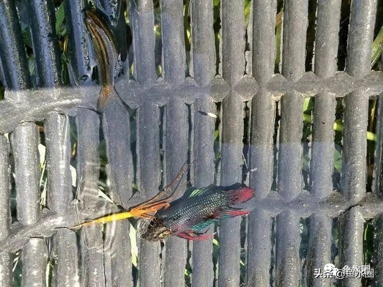 泰国斗鱼和中国斗鱼的杂交品种,中国斗鱼与泰国斗鱼哪个更厉害