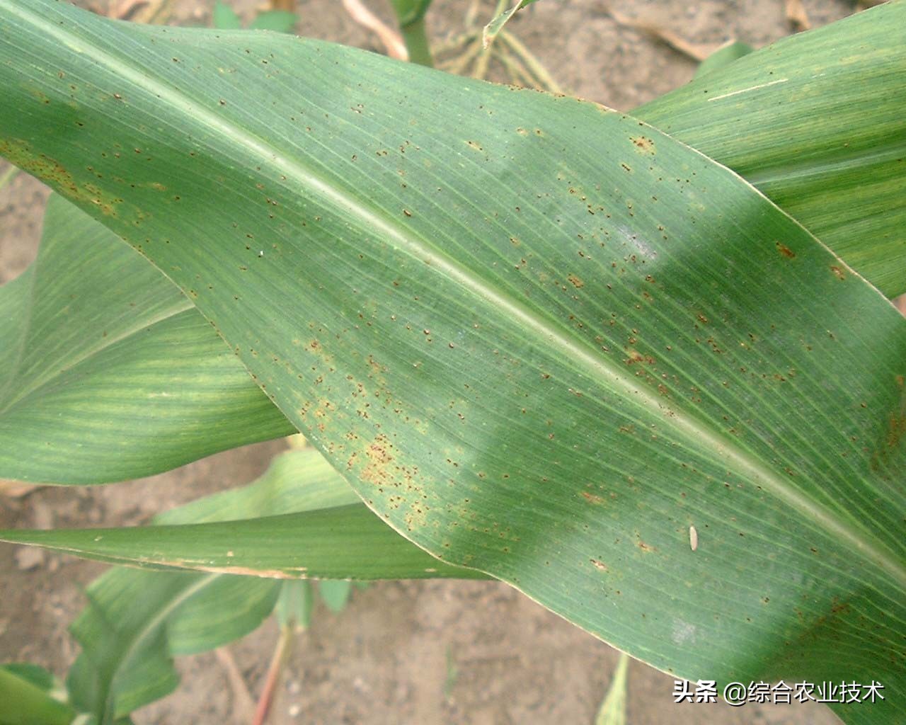 玉米锈病最佳防治是什么时间,种植玉米预防蚜虫