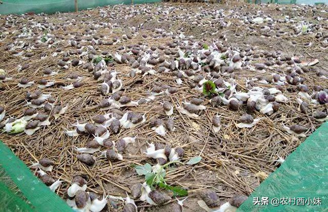 蜗牛怎么养殖挣钱吗,蜗牛怎么培养
