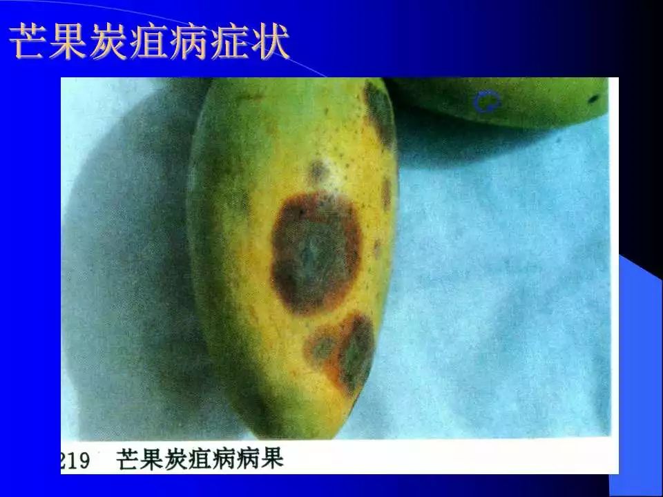 如何识别植物炭疽病和叶斑病,植物炭疽病的介绍