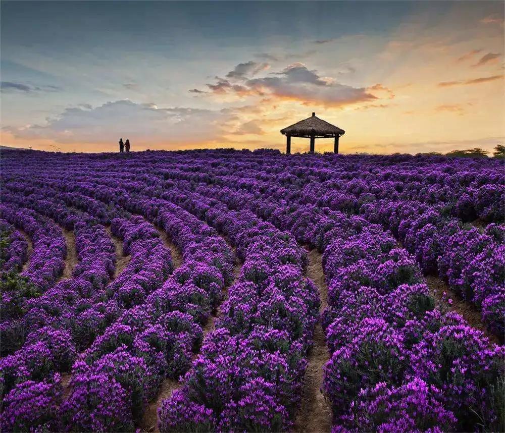 怎样拍好薰衣草照,如何拍紫色薰衣草