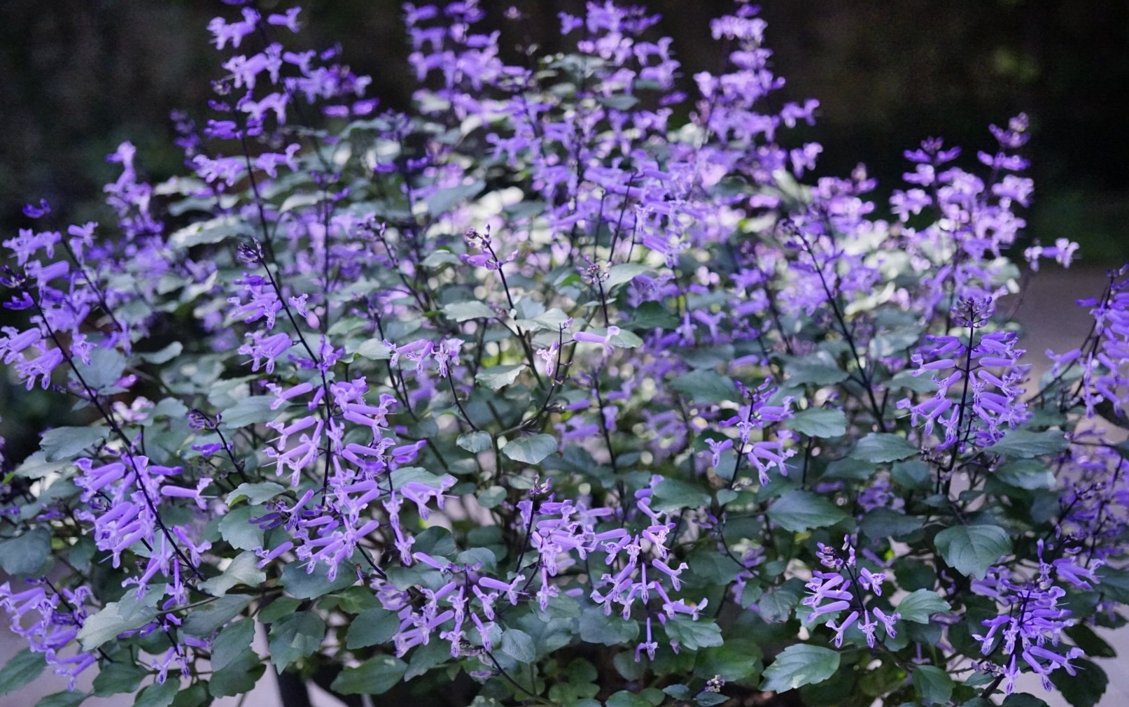 适合阳台养的花卉盆栽微香,满屋香室内花卉盆栽最好养
