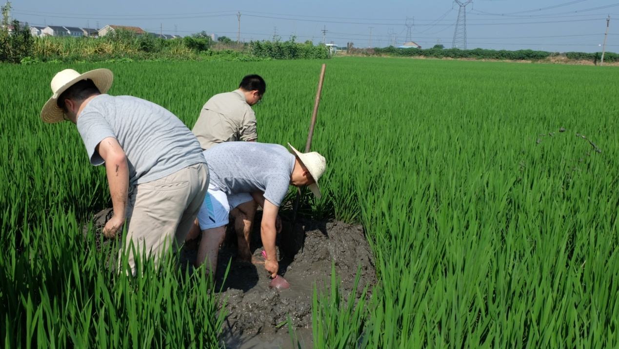 水稻田漏水用什么方法解决,水稻施肥了田水漏了要补施吗