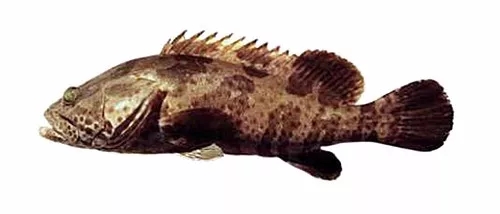 目前最顶级的海鲜鱼,世界上最顶级的海产鱼类