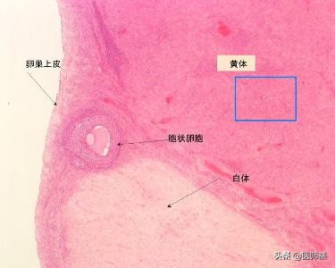 女性避孕期是例假前还是后,经期前后避孕安全吗