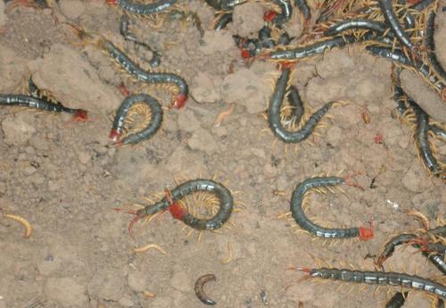 该如何养殖蜈蚣呢视频播放,有什么好方法能预防蜈蚣进房间