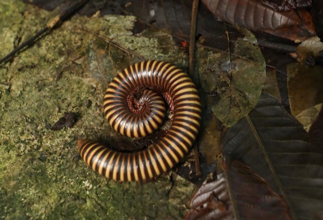 地球上最复杂最庞大的生态系统是,世界上最大的热带雨林生态系统