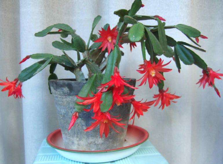 蚊香杀虫剂可以消灭花上的虫卵吗,蚊香灭小苍蝇怎么消灭最彻底