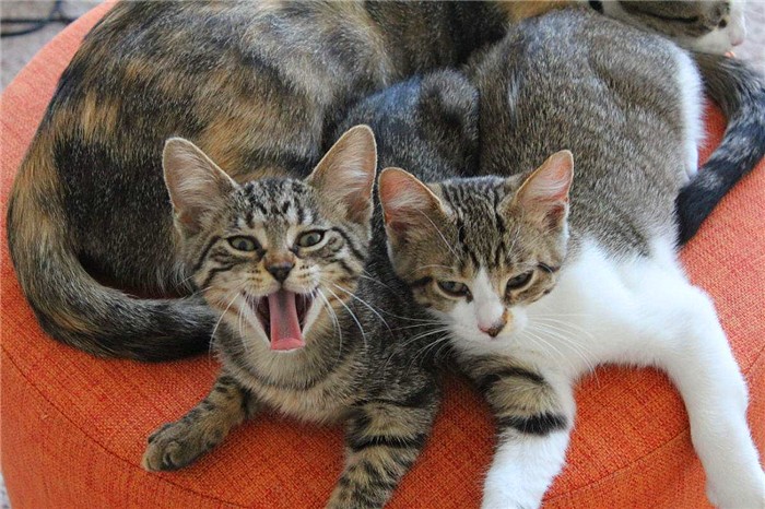 临清狮子猫和长毛狸花猫,临清狮子猫配狸花猫