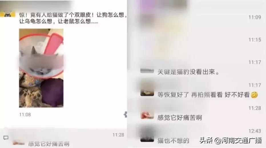 有人竟花1万给猫拉了双眼皮!网友炸锅:考虑过猫的感受吗?