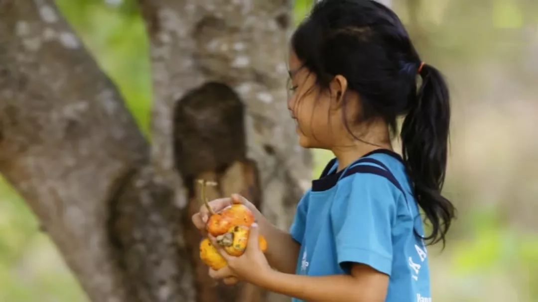 舌尖上的美食坚果,舌尖上的坚果有哪些