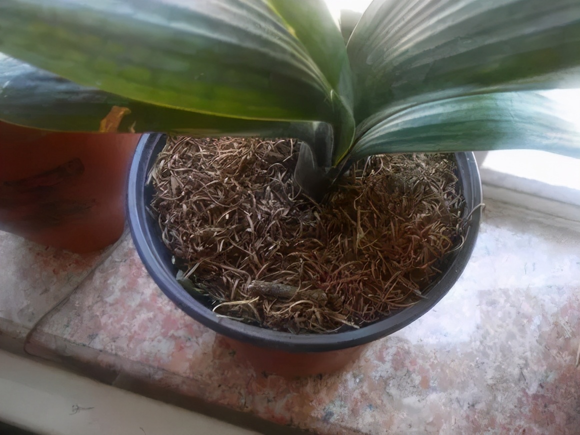 君子兰不开花怎么办才能让它开花,君子兰开花后应注意什么