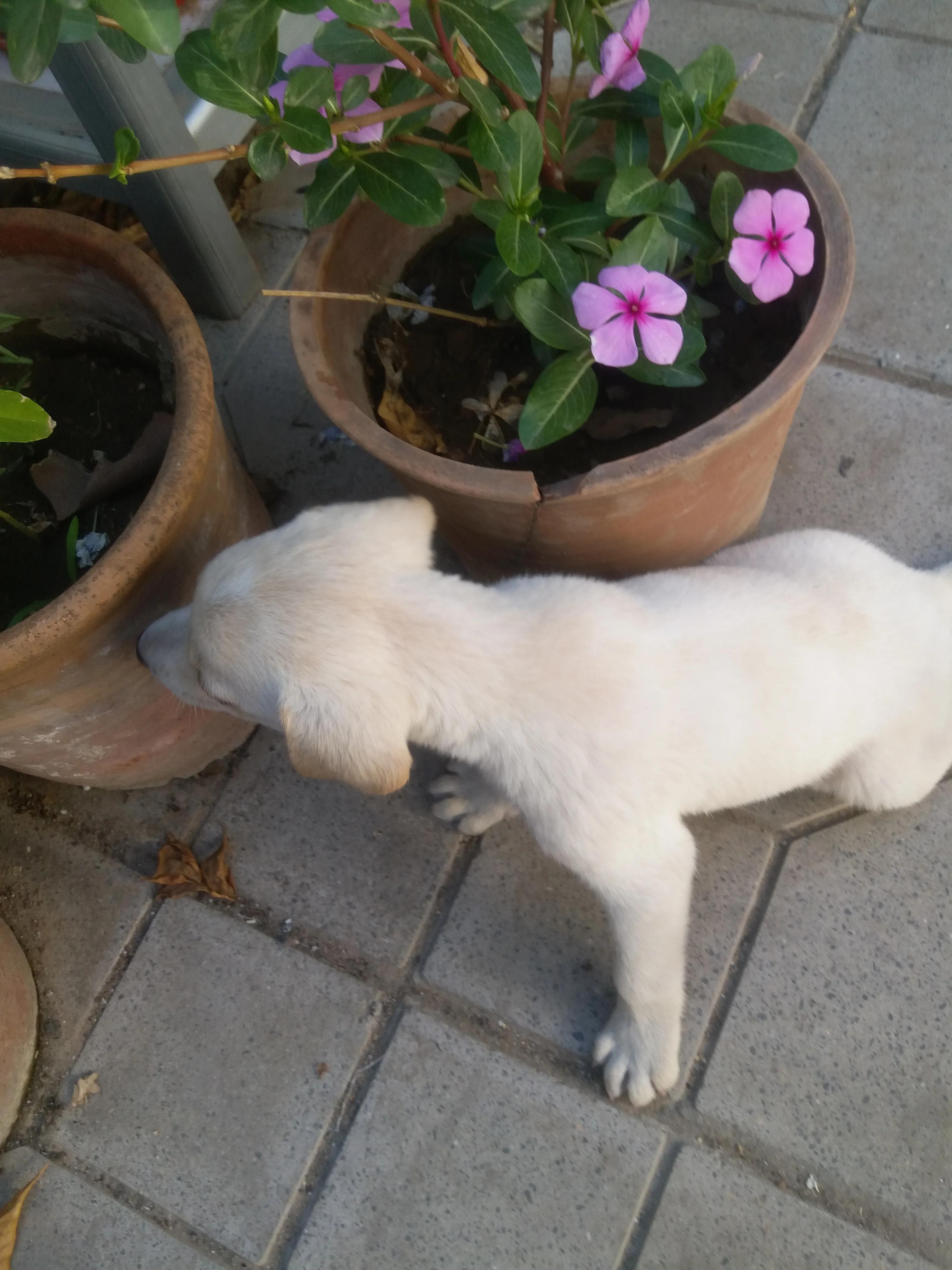 同性恋你可能听说过，但奇葩的狗狗也是同性恋，惊到你了没有？