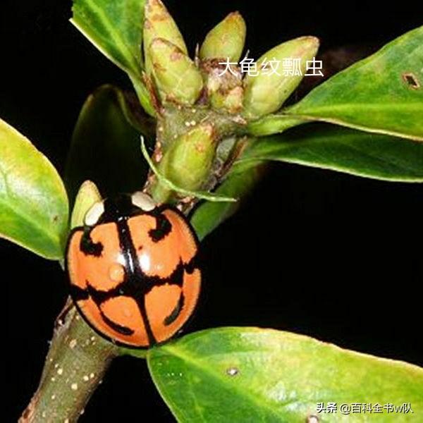 瓢虫是益虫还是害虫怎么区分,所有的瓢虫都是益虫正确吗