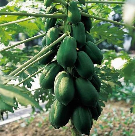 最全海南水果上市时间表,海南水果上市时间表收藏版