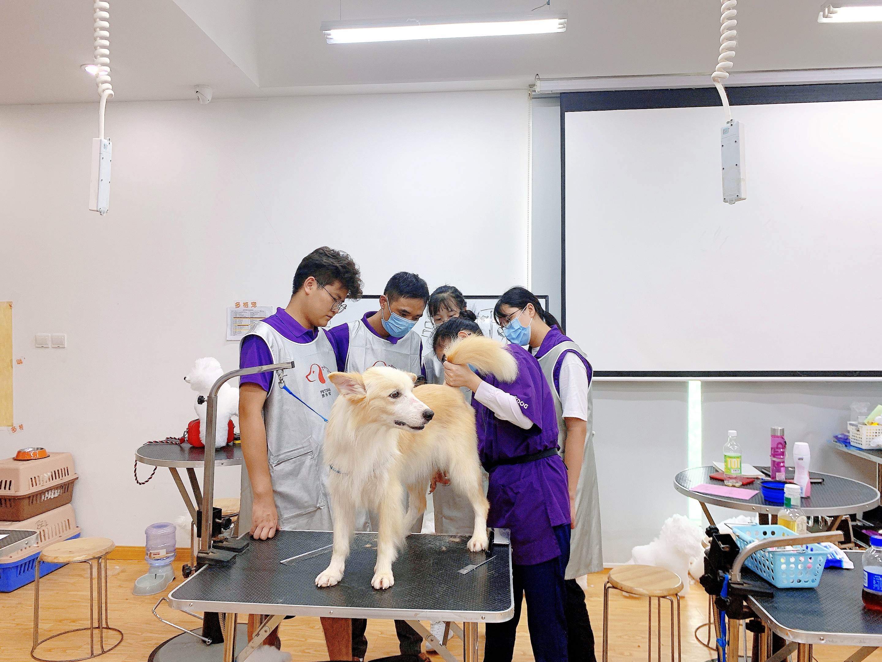 宠物美容师值得坚持吗,宠物美容师招聘学徒靠谱吗