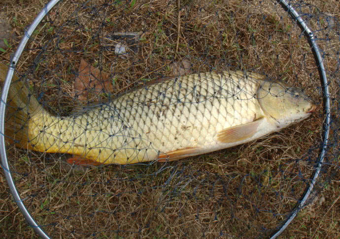 钓鱼人的困惑,这种健鲤和平常鲤鱼不一样吗?