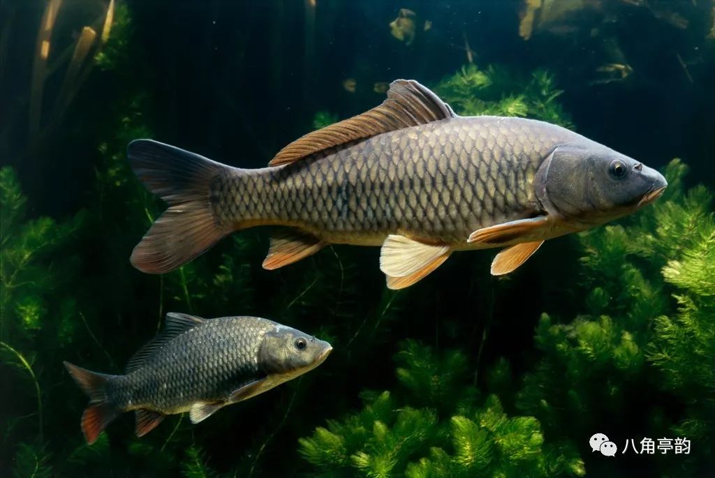 今夜,古角从心中流过