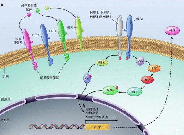 乳腺癌靶向治疗双靶和单靶,乳腺癌术后打双靶向副作用