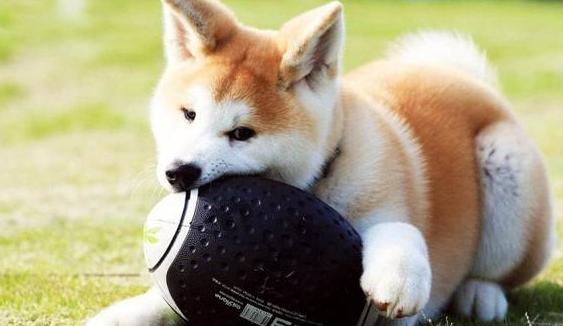 你家狗狗有这些行为你就偷着乐吧,主人做哪些动作会让狗狗开心