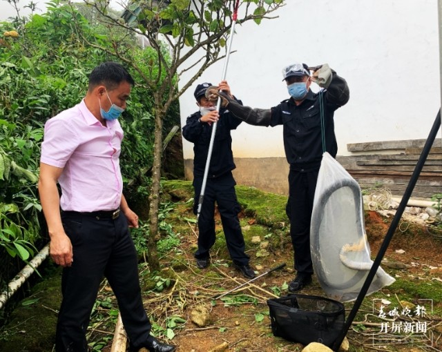 三米长的眼镜王蛇闯入家里,眼镜王蛇爬到家门口是什么征兆