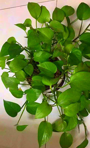 绿萝怎样养得又黑又亮叶片肥厚,水培绿萝水里可以少放点绿叶宝吗